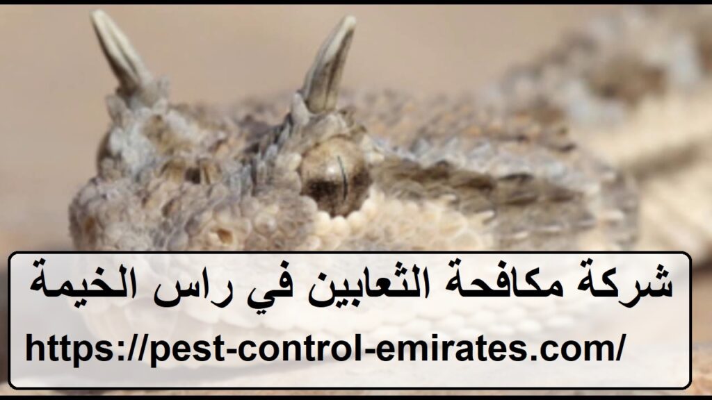 [صورة: %D8%B4%D8%B1%D9%83%D8%A9-%D9%85%D9%83%D8...24x576.jpg]