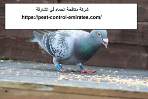 [صورة: %D8%B4%D8%B1%D9%83%D8%A9-%D9%85%D9%83%D8...00x200.jpg]