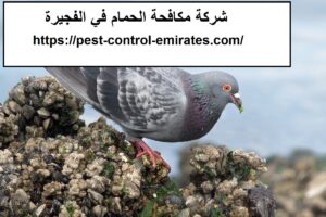 [صورة: %D8%B4%D8%B1%D9%83%D8%A9-%D9%85%D9%83%D8...00x200.jpg]