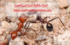 [صورة: %D8%B4%D8%B1%D9%83%D8%A9-%D9%85%D9%83%D8...00x195.jpg]