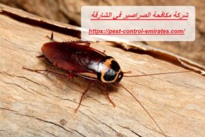 [صورة: %D8%B4%D8%B1%D9%83%D8%A9-%D9%85%D9%83%D8...00x200.jpg]