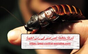 [صورة: %D8%B4%D8%B1%D9%83%D8%A9-%D9%85%D9%83%D8...00x184.jpg]
