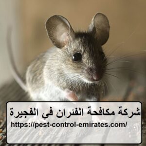 [صورة: %D8%B4%D8%B1%D9%83%D8%A9-%D9%85%D9%83%D8...00x300.jpg]