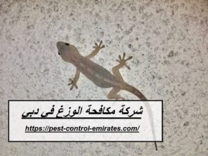[صورة: %D8%B4%D8%B1%D9%83%D8%A9-%D9%85%D9%83%D8...00x225.jpg]