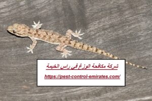 [صورة: %D8%B4%D8%B1%D9%83%D8%A9-%D9%85%D9%83%D8...00x200.jpg]