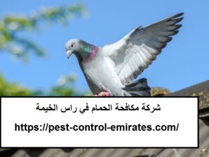 شركة مكافحة الحمام في راس الخيمة