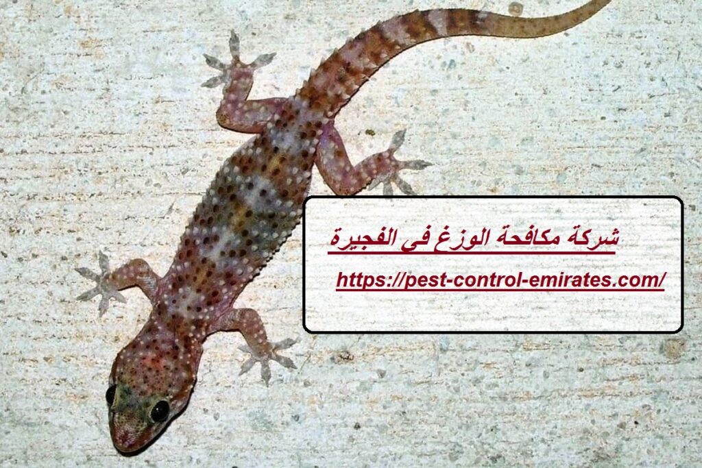 شركة مكافحة الوزغ في الفجيرة